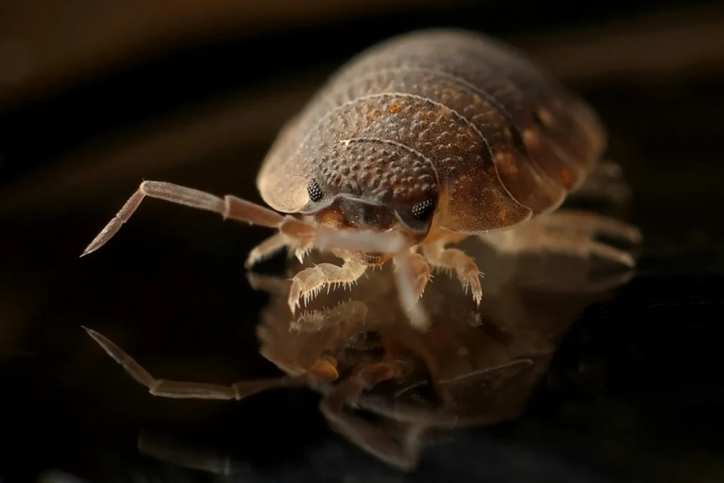 Bed Bug Treatment - Pest Control in Evans, GA | Pest Control Evans