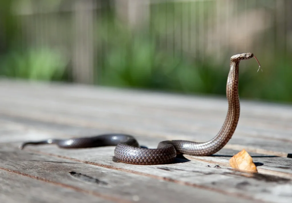 Snake Removal - Pest Control in Evans, GA | Pest Control Evans